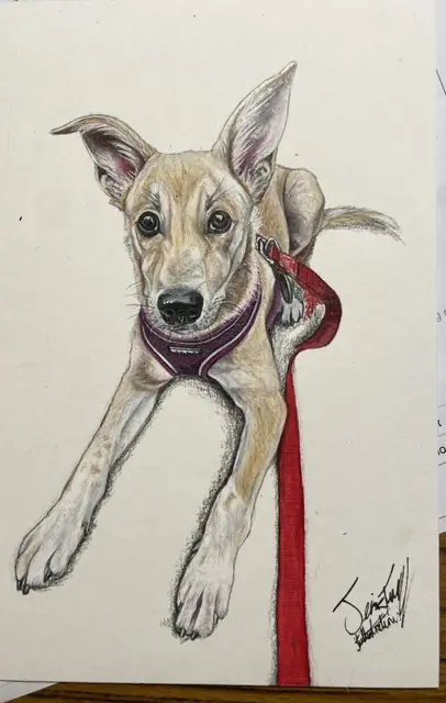 Drawing of a tan dog with big ears, a purple harness and a red lead